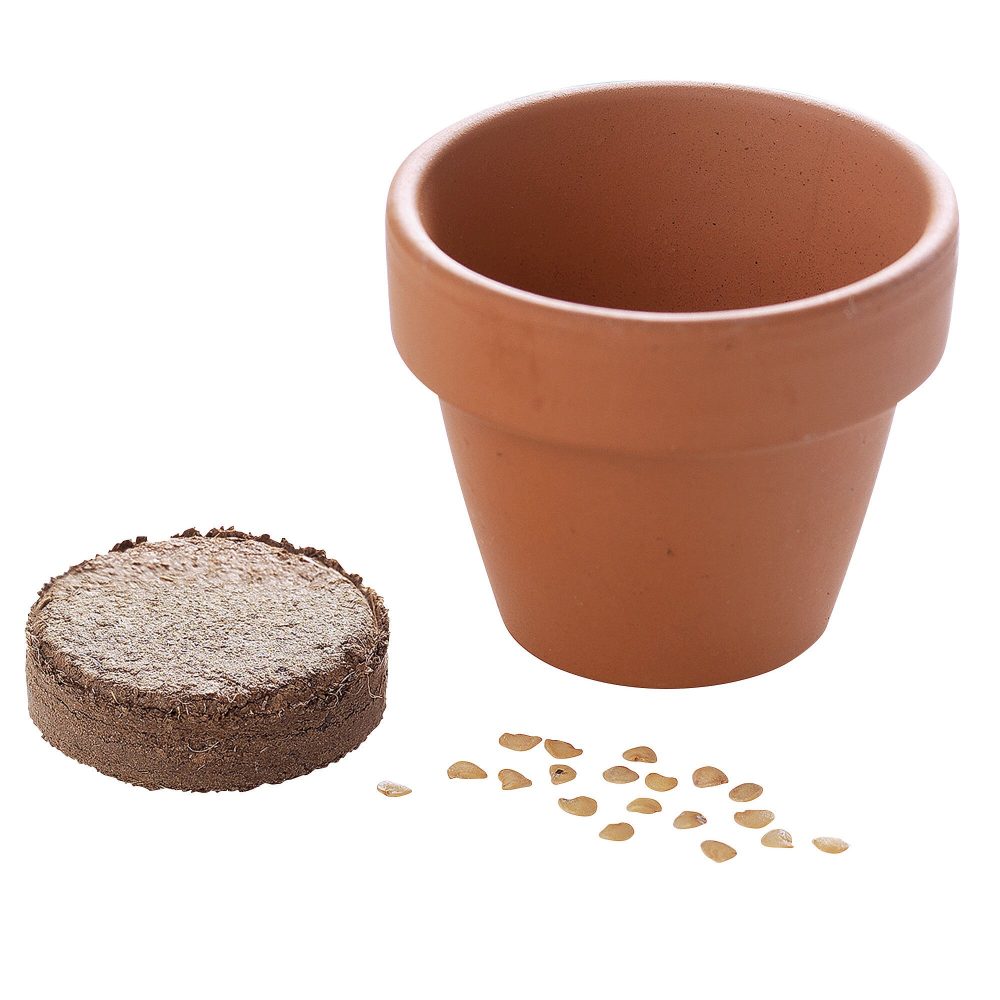 Eier-Baum zum Selberzüchten