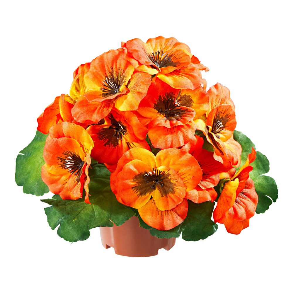 Stiefmütterchen, orange