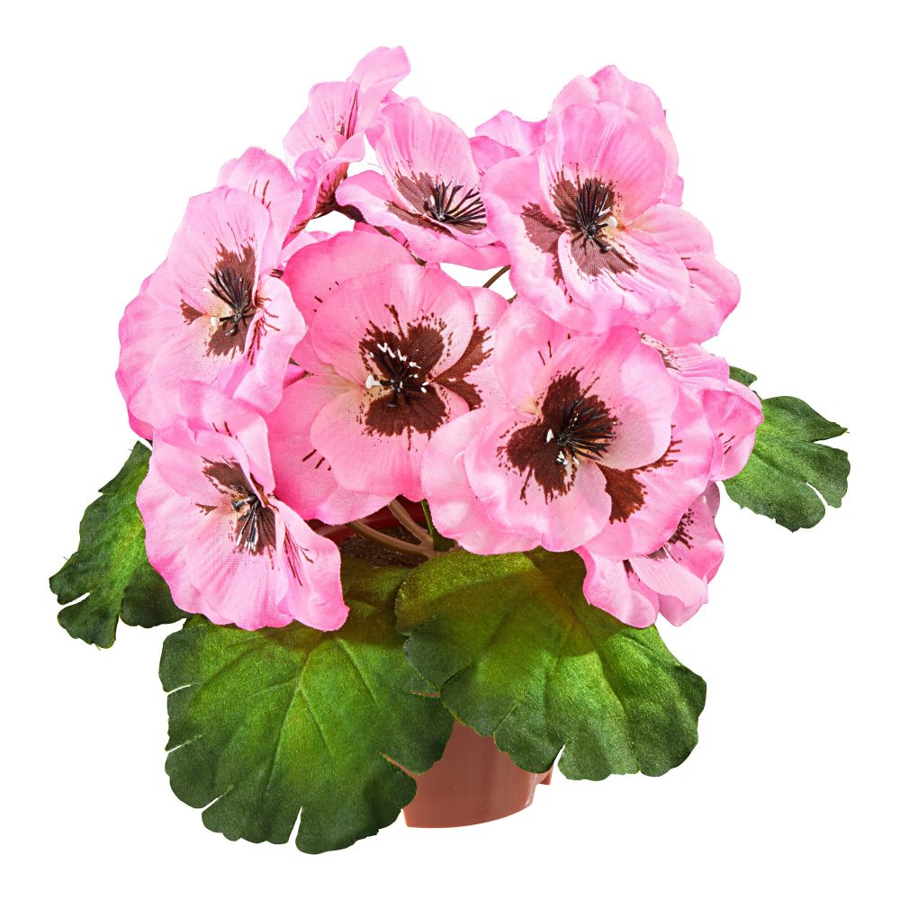 Stiefmütterchen, rosa