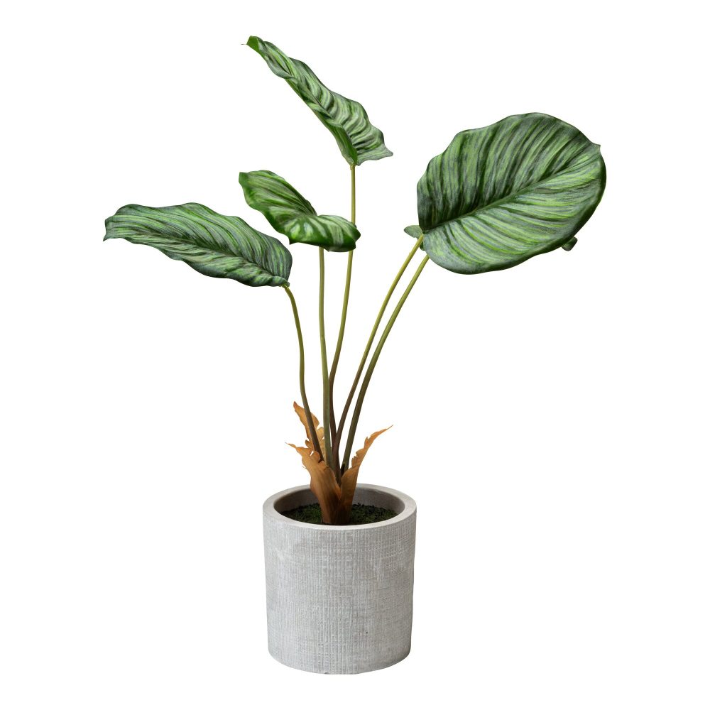 Kunstpflanze ?Calathea?