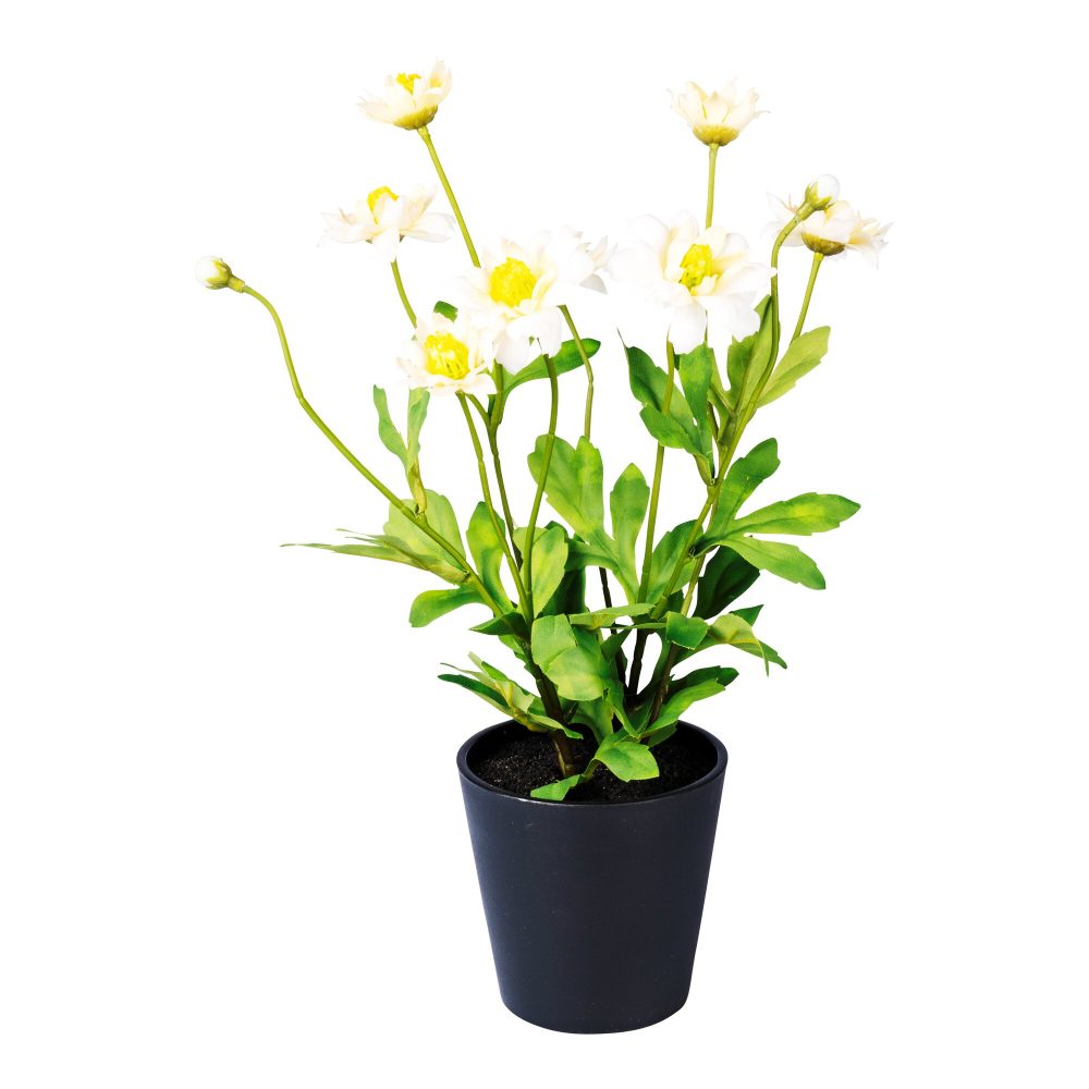 Kunst-Chrysantheme, weiß