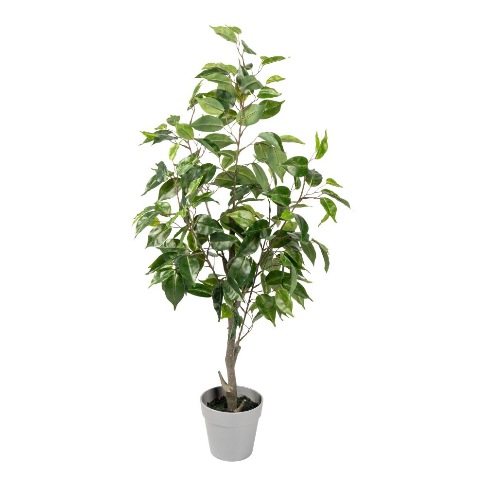 Kunstbaum ?Birkenfeige?