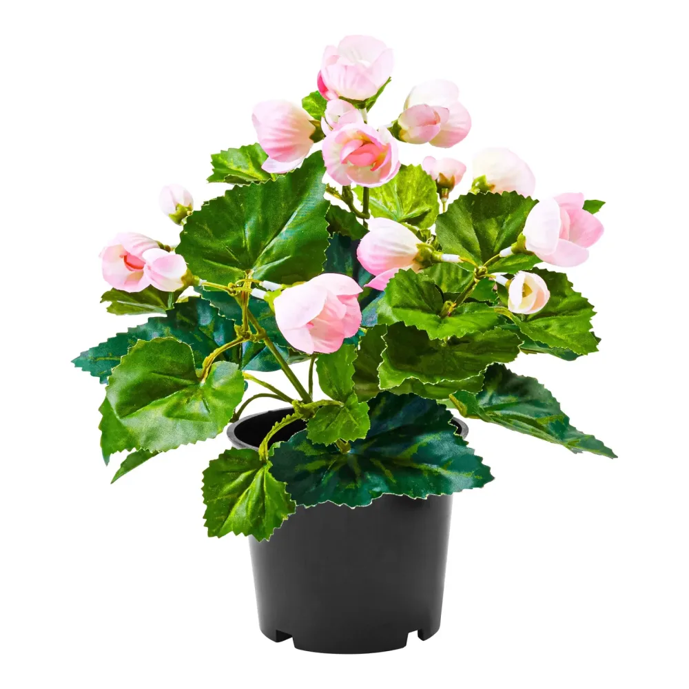 Begonienbusch, rosa