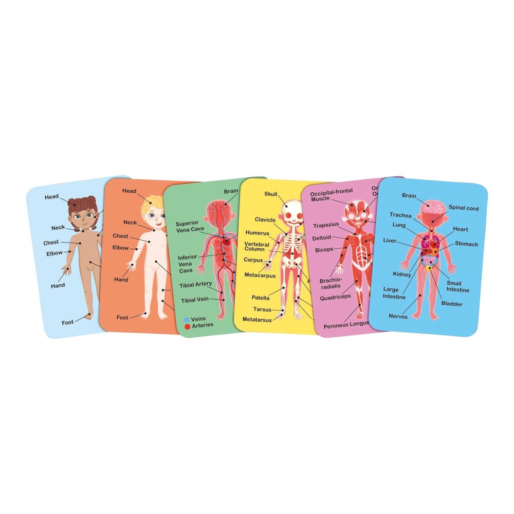 Hape Puzzle »Menschlicher Körper«, (68 tlg.)