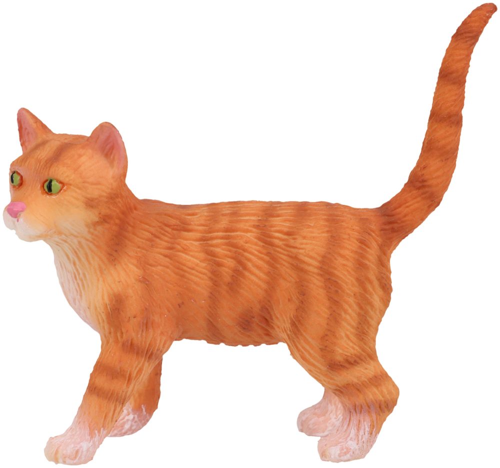 American Shorthair Francis