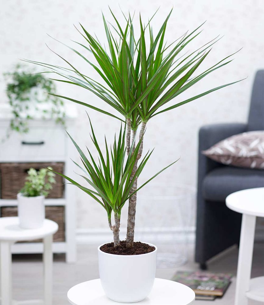 Dracena ´Marginata´ ca. 70 cm hoch (1 Pflanze)