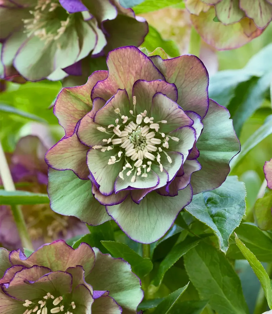 Gefüllte Christrose 'Double Ellen® Green Picotée'