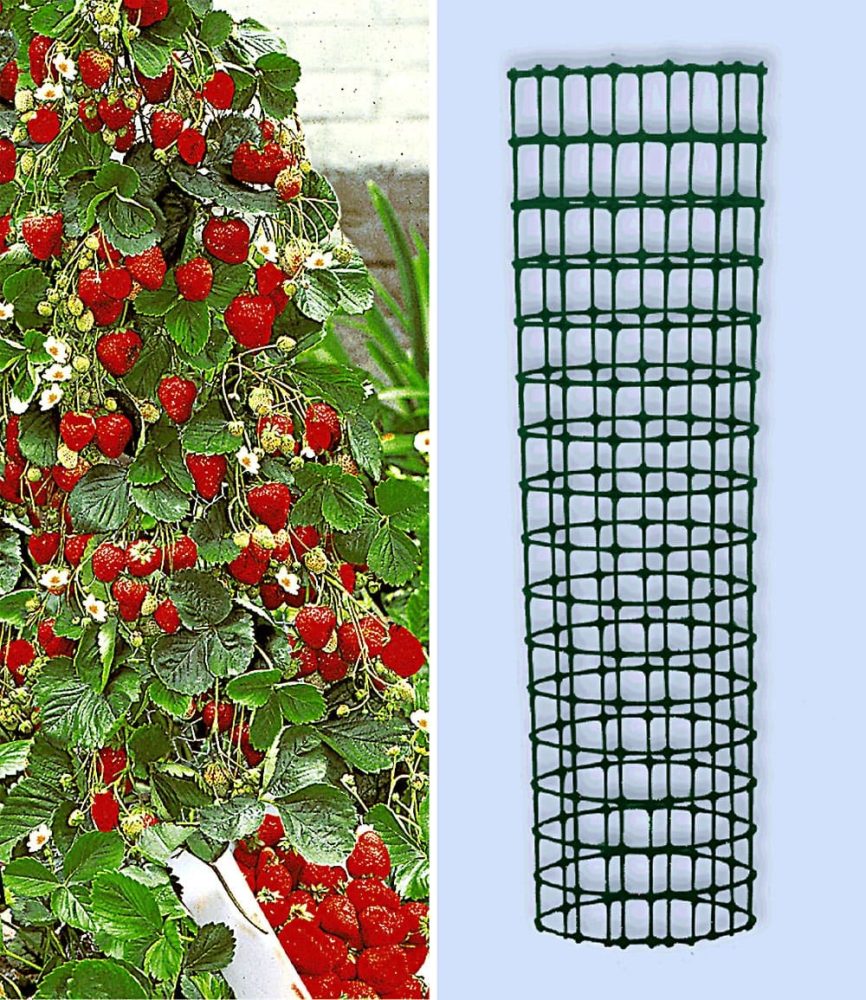 Kletter-Erdbeere ´Hummi®´ und Dekorativer Rankturm (1 Set)
