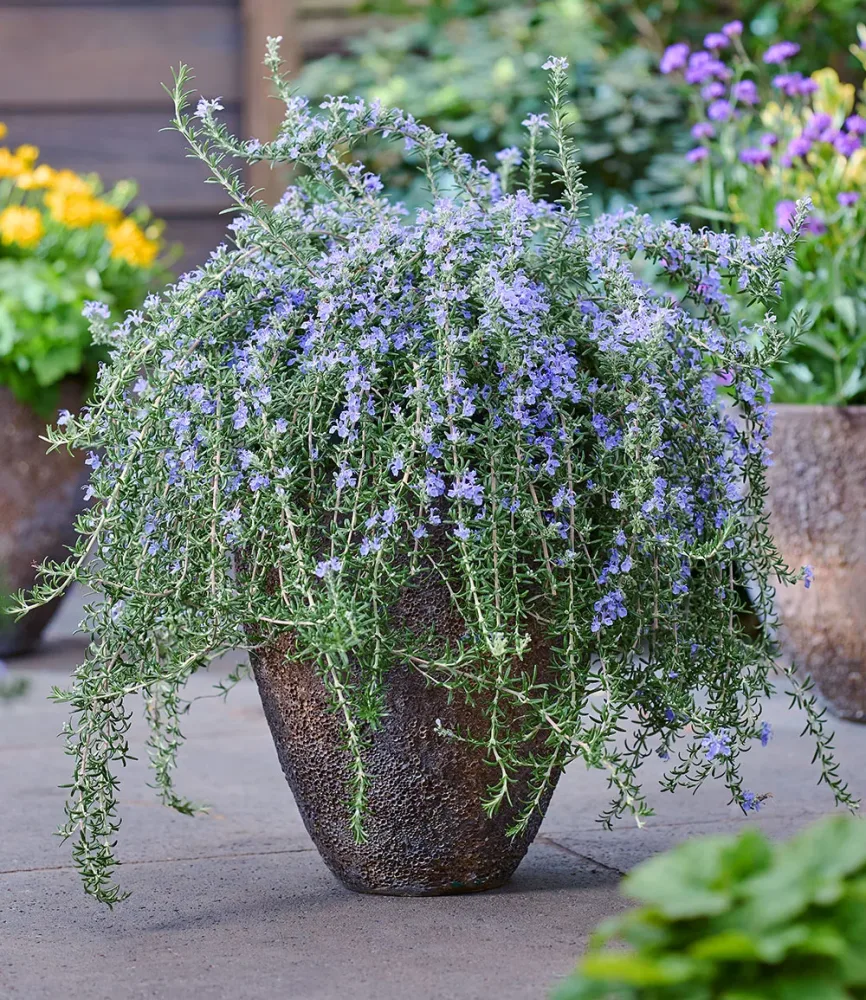 Hänge-Rosmarin 'Blue Cascade®'