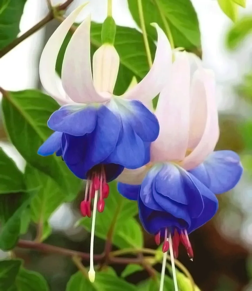 Winterharte Fuchsie 'Blue Sarah'