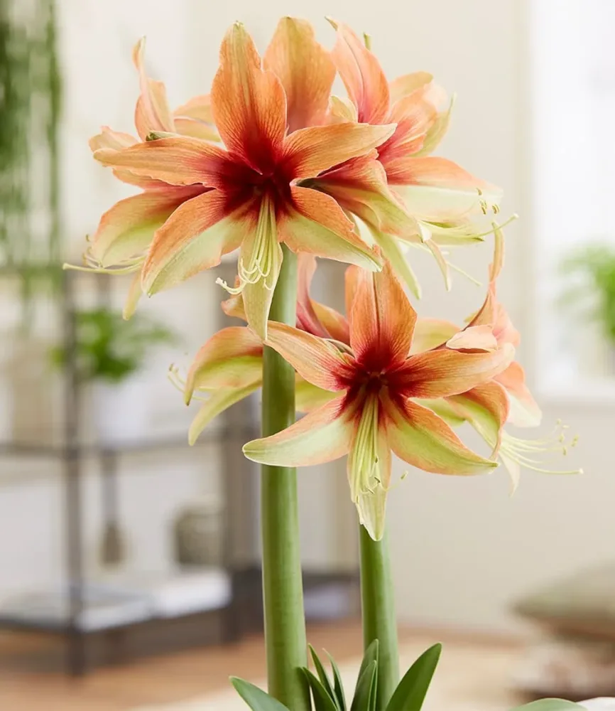 Amaryllis 'Wild Amazone'