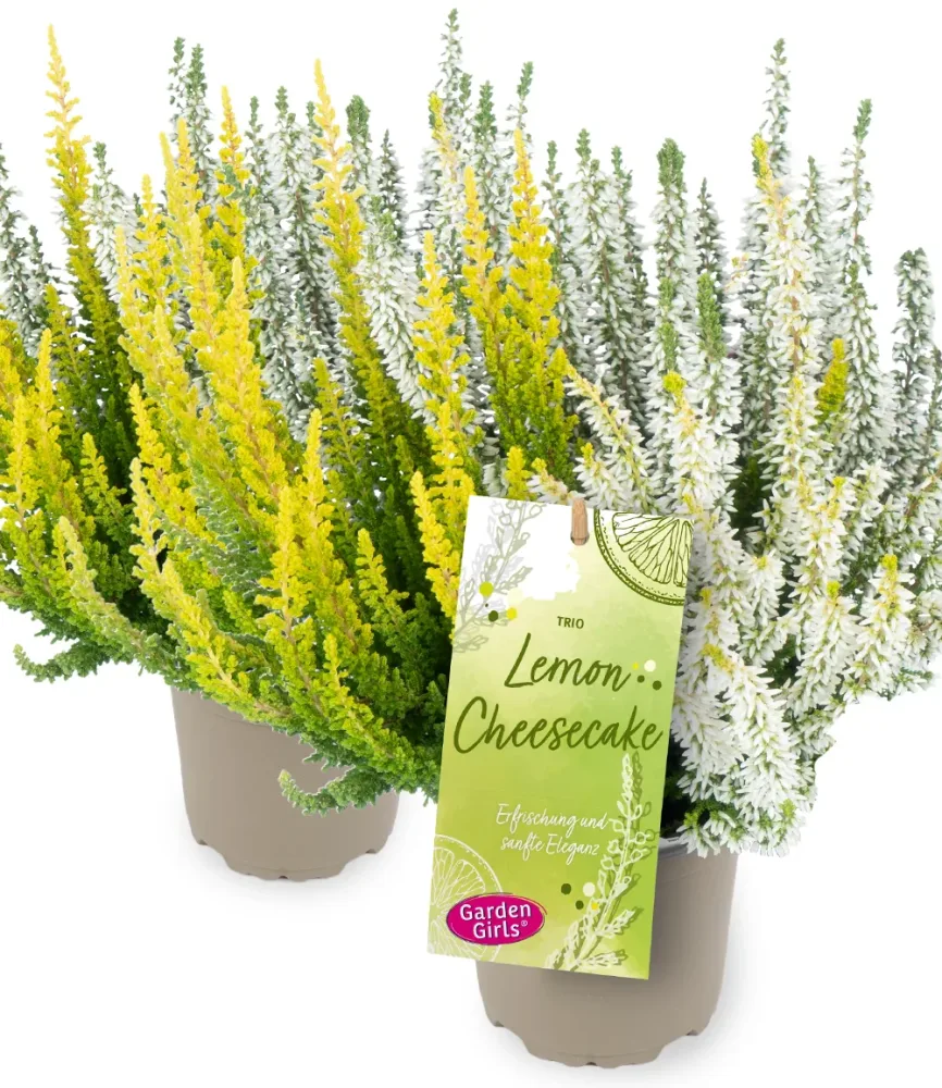 Calluna Knospenheide Trio 'Lemon Cheesecake'