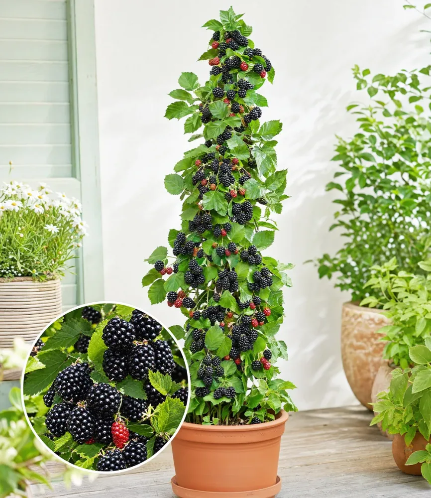 Säulen-Brombeere Navaho® 'Big&Early'