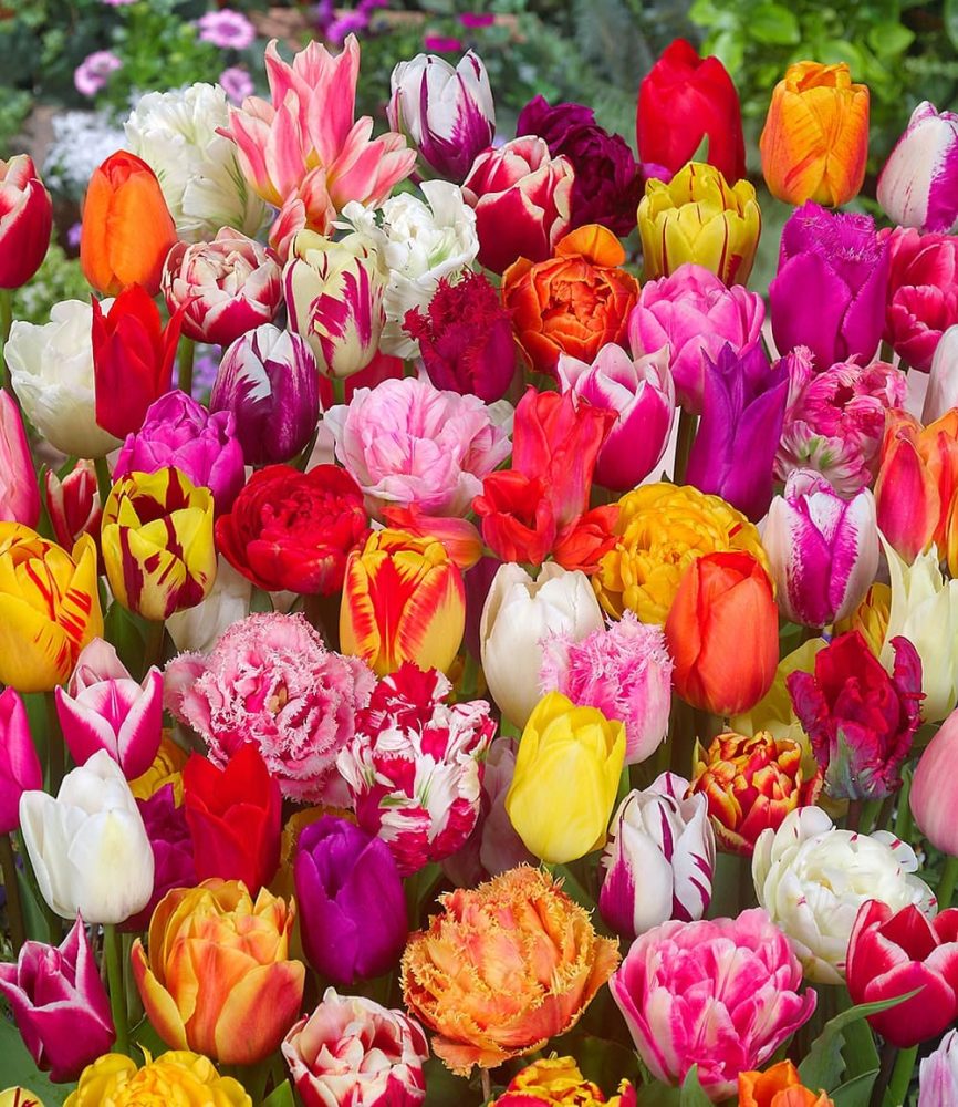120 Tulpenzwiebeln ´Festival Mix´ (120 Zwiebeln)