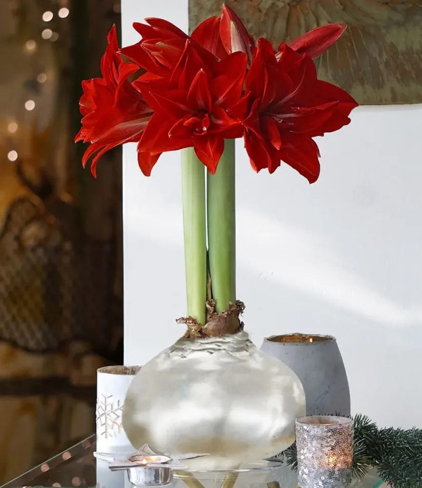 MEGA XXL Wachs-Amaryllis Silber, rote Blüte