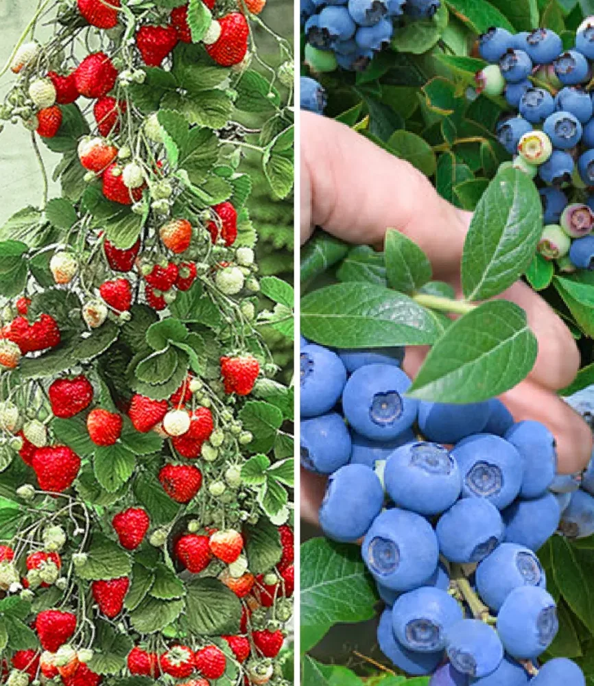 Beeren-Kollektion
