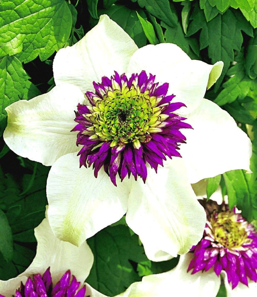 Clematis ´Florida Sieboldii´ (1 Pflanze)