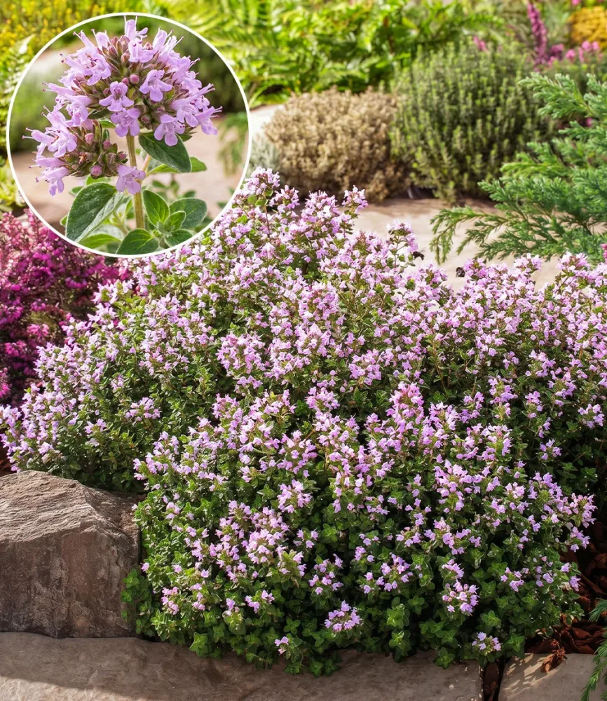 Winterharter Oregano
