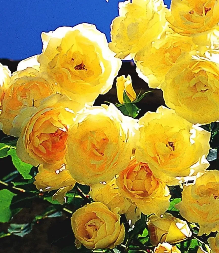 Kletter-Rose 'Dune®'