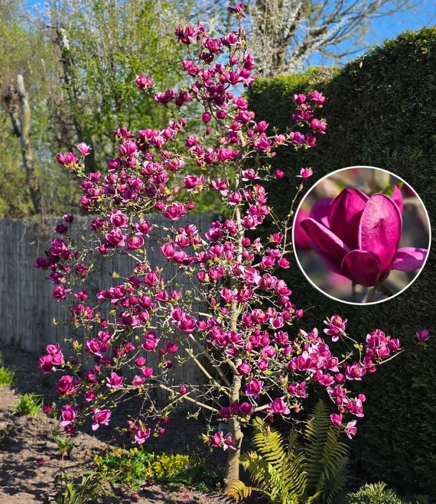 Magnolie 'Genie®'