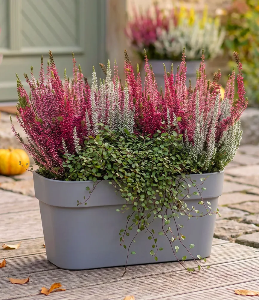 3er Herbst-Set 'Autumn Harmony'