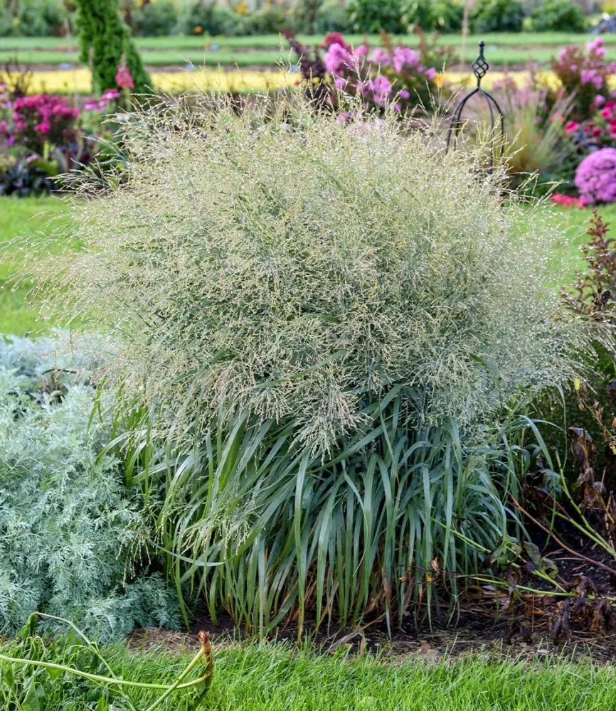 Panicum 'Prairie Winds® Niagara Falls'