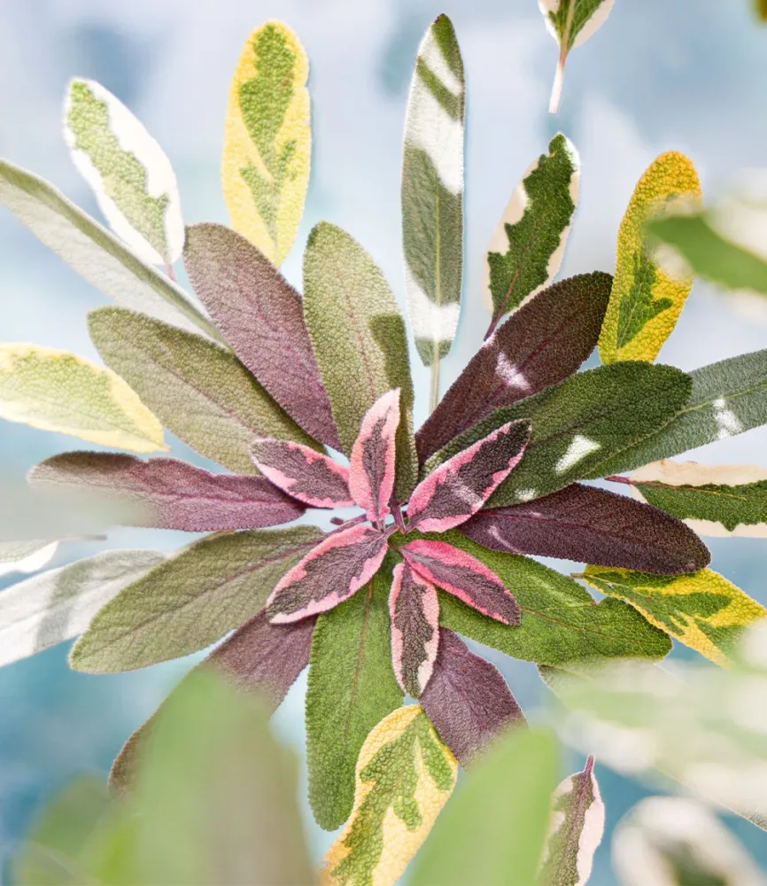 Salbei 'Mandala® Tricolor'