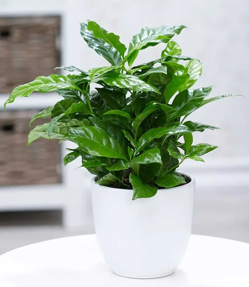 Coffea arabica