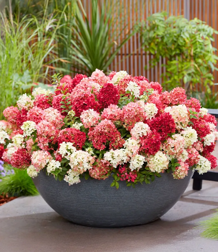 Niedrige Hortensie 'Groundbreaker® Ruby®'