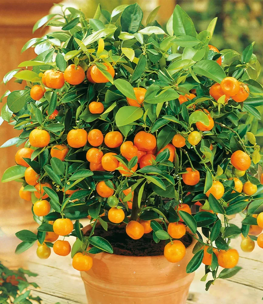 Orangen-Bäumchen