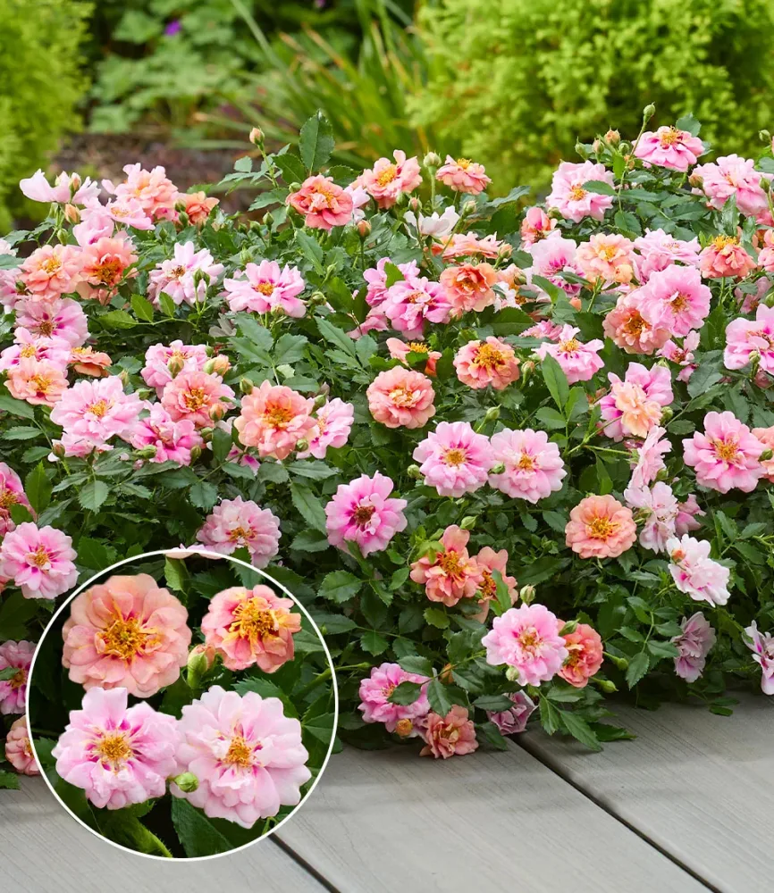 Rose 'Amirose®'
