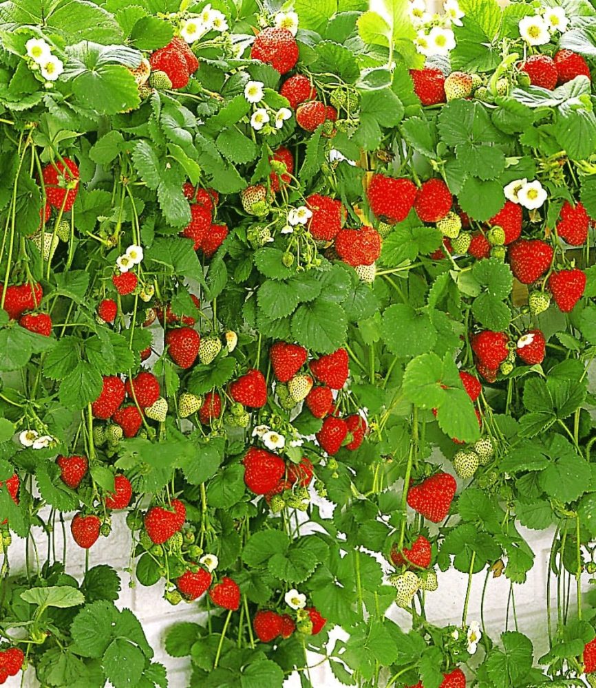 Hänge-Erdbeere ´Hummi®´ (3 Pflanzen)