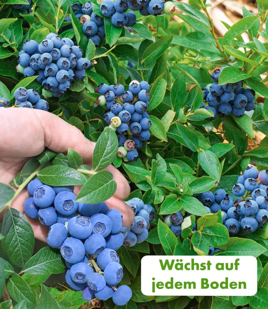 Trauben-Heidelbeere ´Reka® Blue´ (1 Pflanze)