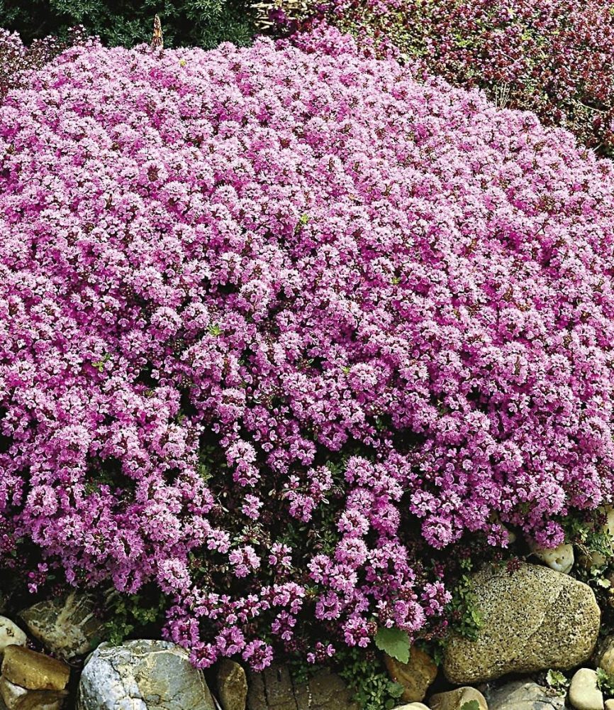 Langhaariger Gebirgs-Thymian (3 Pflanzen)