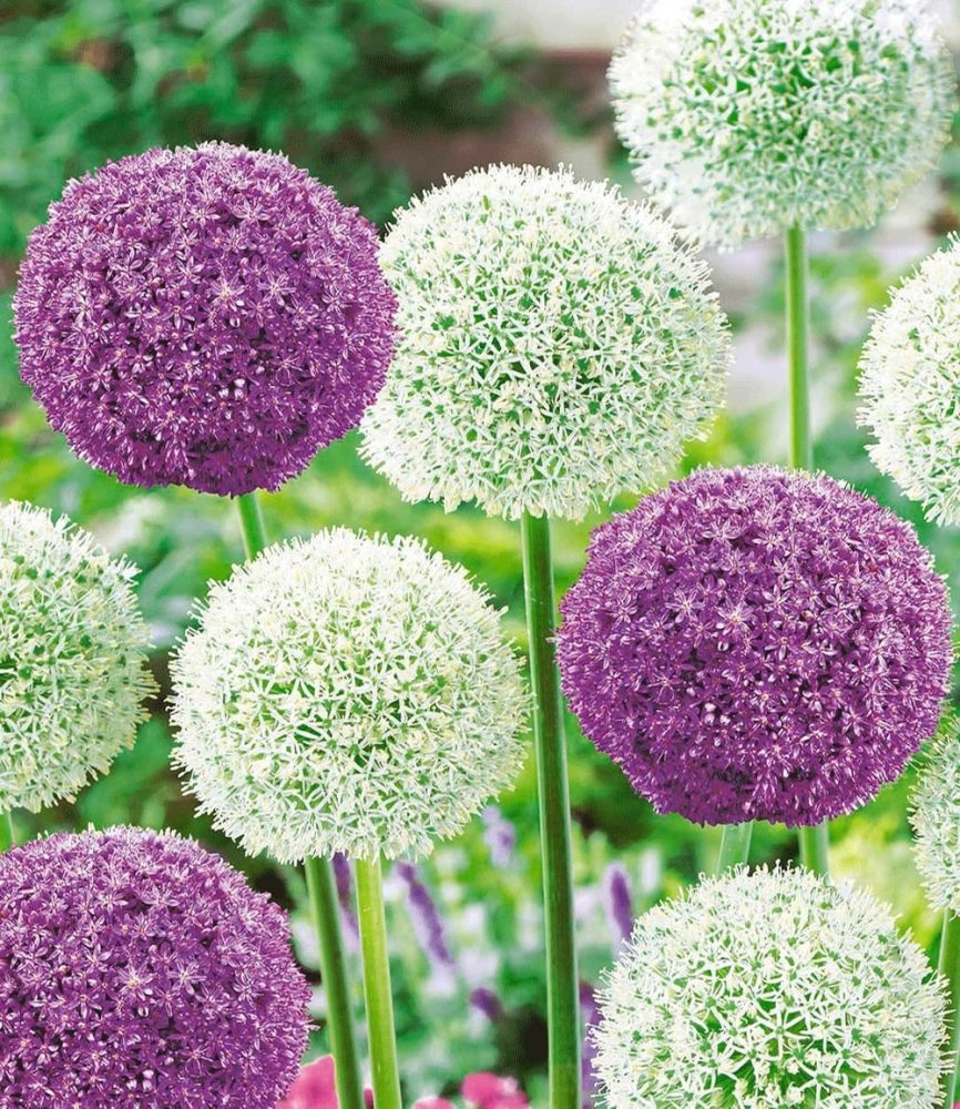 Riesen-Allium-DUO ´Ambassador & Mount Everest´ (3 Zwiebeln)