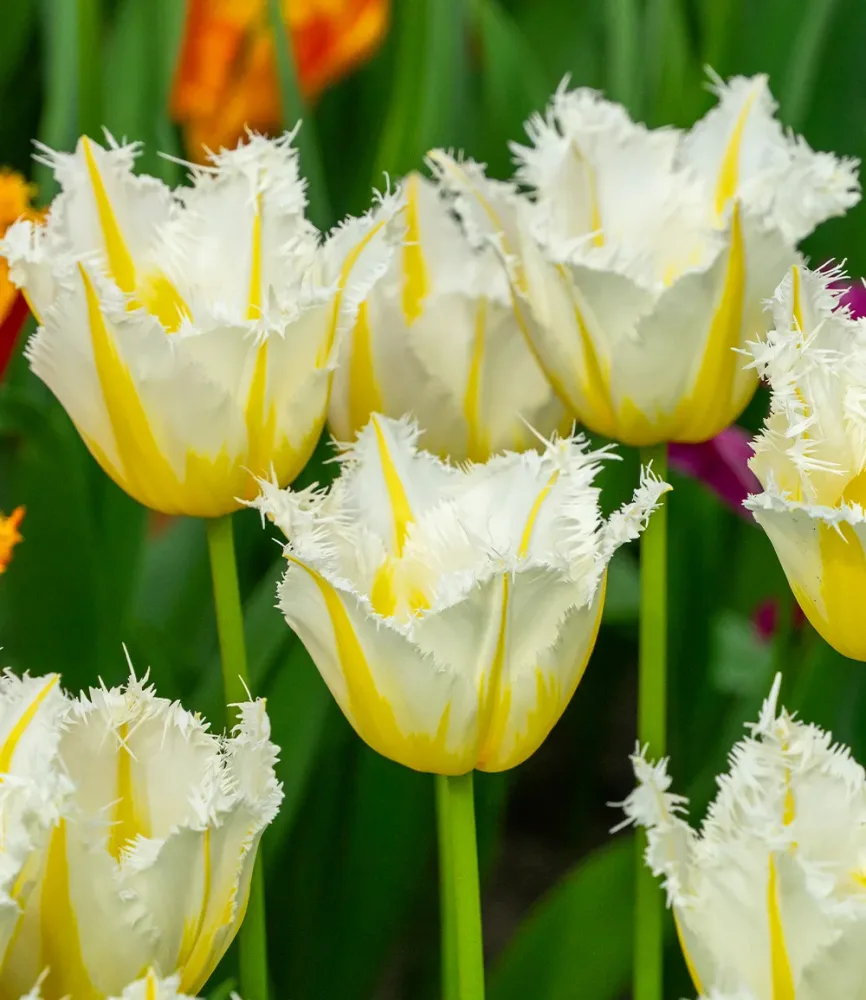 Crispa-Tulpe 'Lemon Beauty'