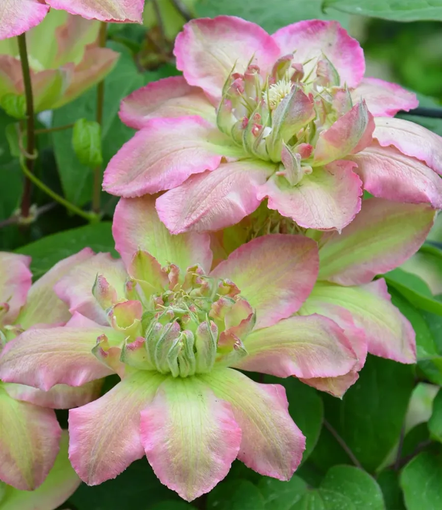Clematis 'Pistachio Cake®'