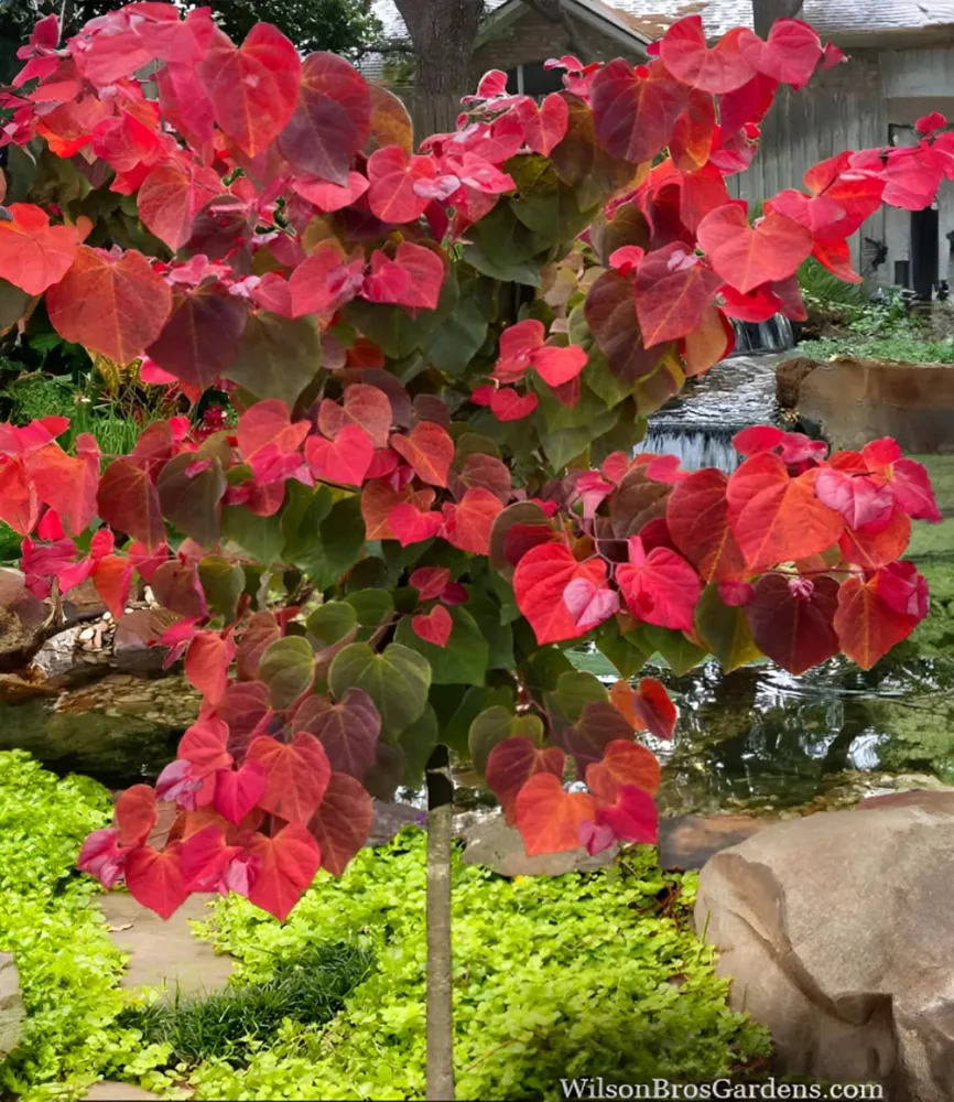Cercis 'Hearts A' Fire®',Judasbaum