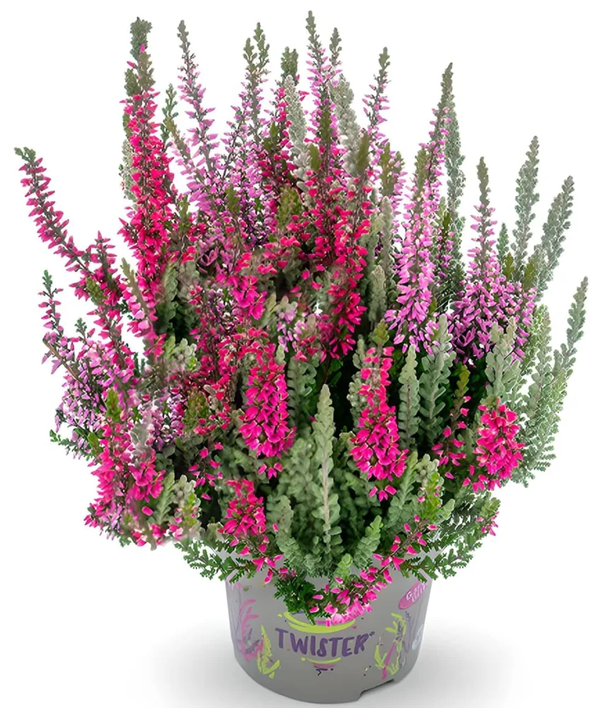 Calluna Knospenheide 'Fluffy® Twister®', 13 cm-Topf
