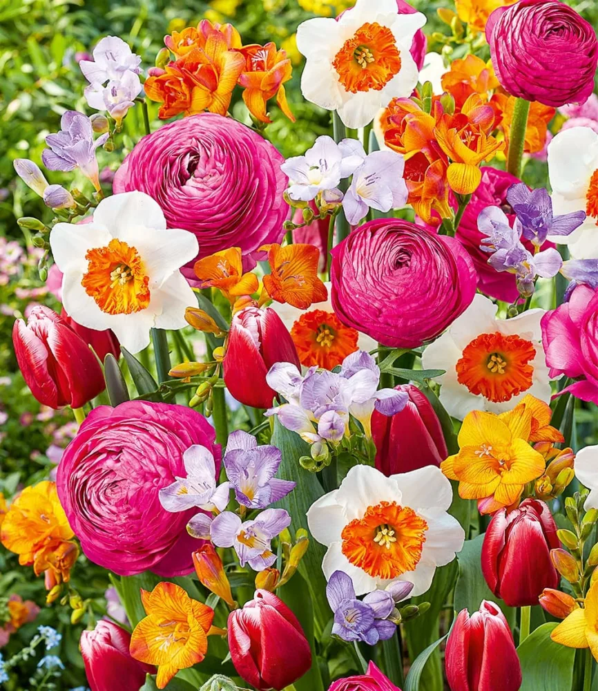 Blumenzwiebel-Mix 'Happy Spring'