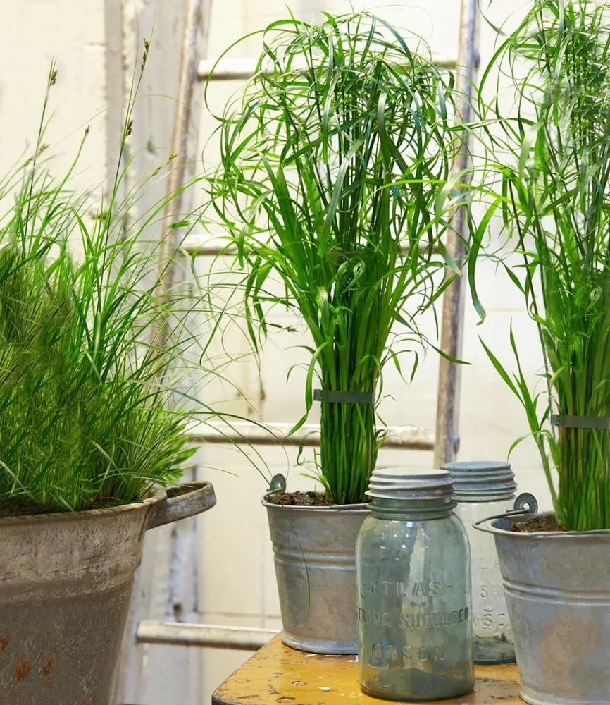 Zyperngras - Cyperus Alternifolius ca. 45-55 cm