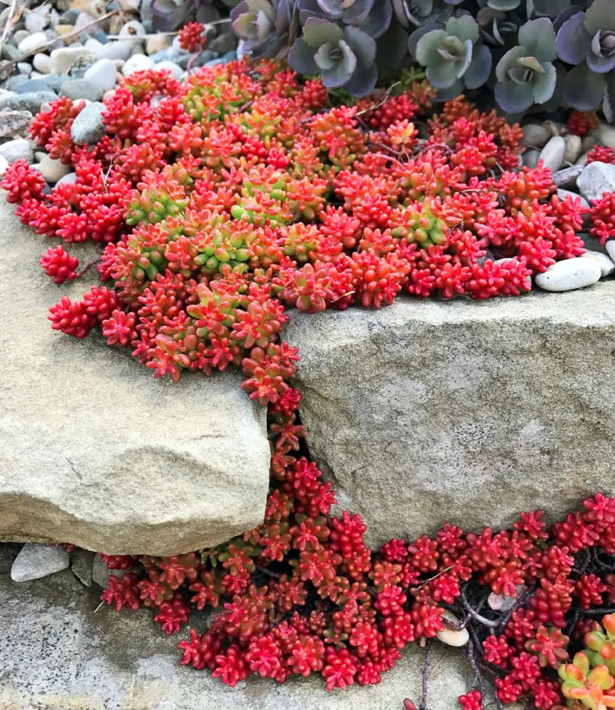 Teppich-Sedum 'Coral Carpet'