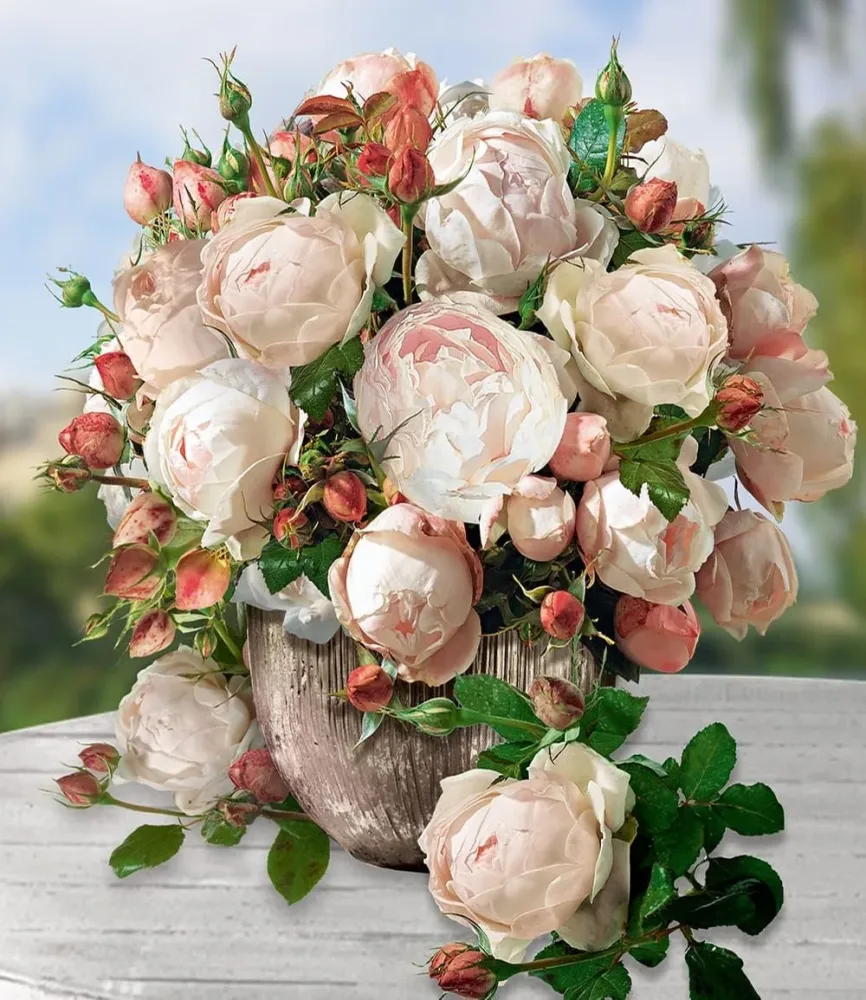 Rose der Liebe 'Madame Figaro®'