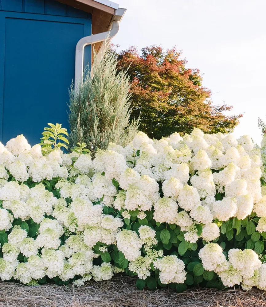 Rispenhortensie 'Little Hottie' im 3-Liter Containertopf