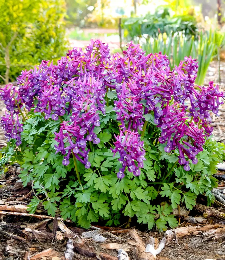 Corydalis 'Purple Bird'
