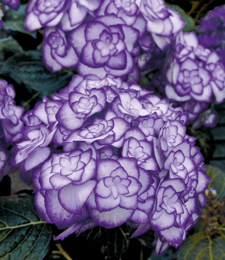 Freiland-Hortensie ´Miss Saori blue®´ (1 Pflanze)