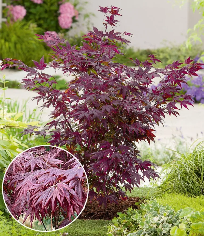 Japanischer Ahorn 'Burgund'