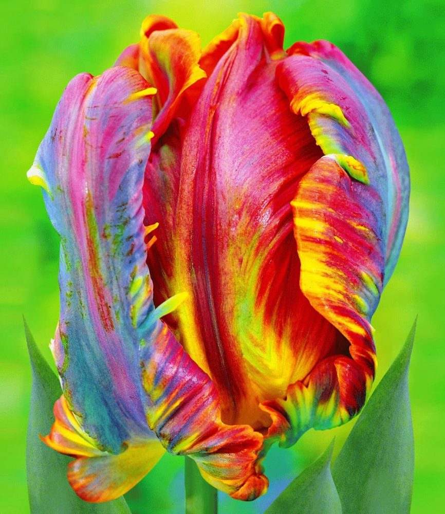 Regenbogen-Tulpe ´Blumex®´ (10 Zwiebeln)