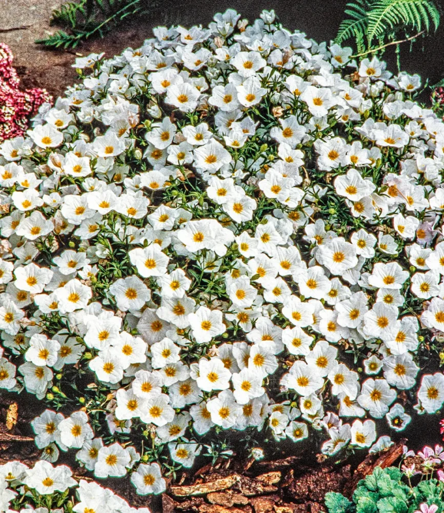 Bergsandblume