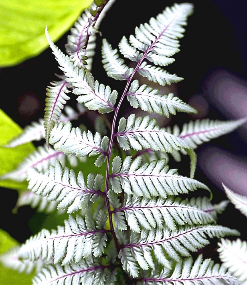 Schmuck-Farn ´Silver Falls®´ (1 Pflanze)